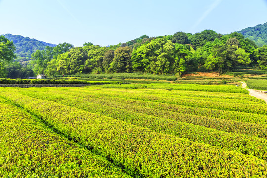 茶園