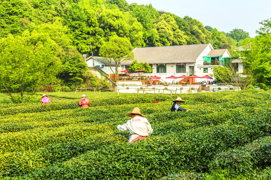 茶山