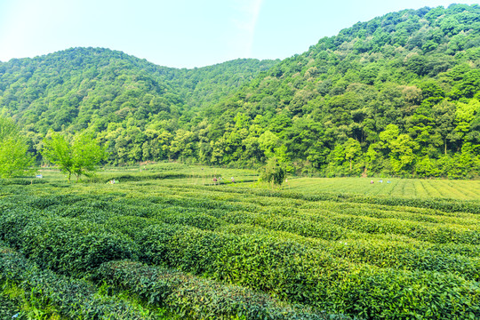 《茶业战争》：走进茶叶背后的历史、经济与文化