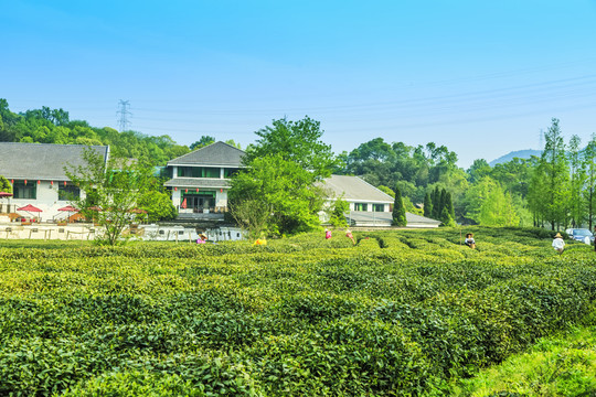 茶山