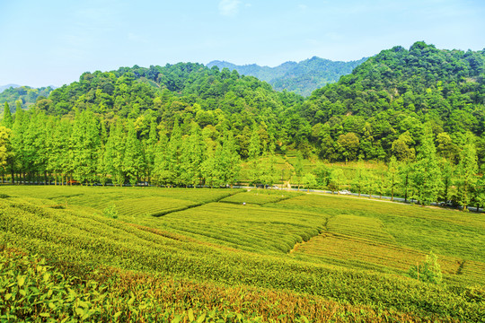 杭州西湖龙井村