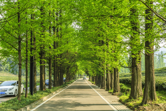 樹林道路