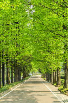 樹林道路