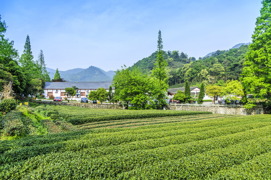 杭州西湖龍井村