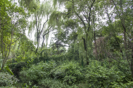 綠樹成蔭