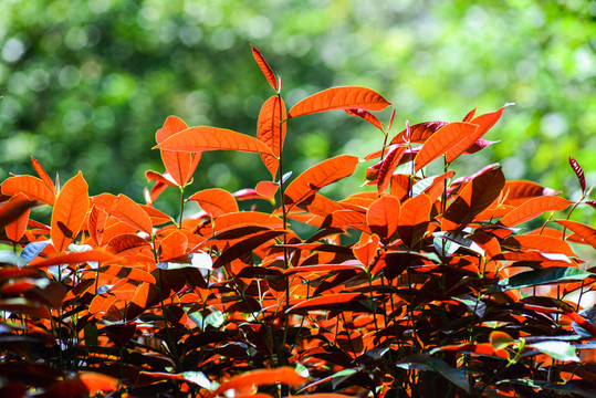 紅葉紋理背景