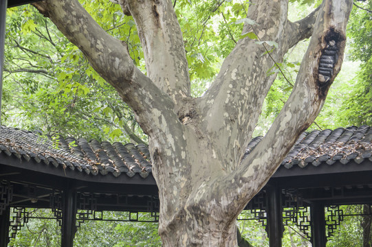樹