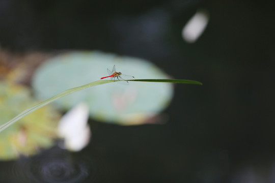 蜻蜓