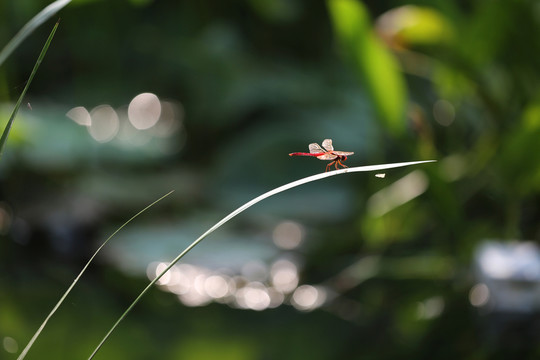 蜻蜓
