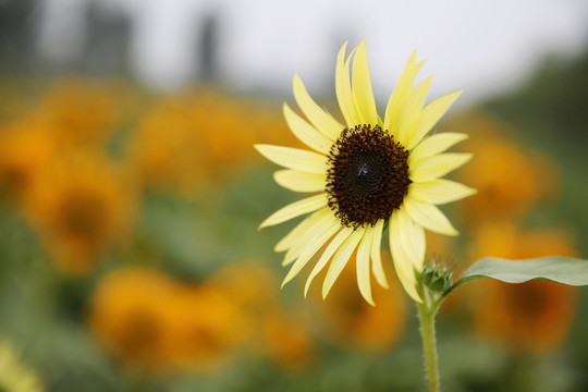 向陽花