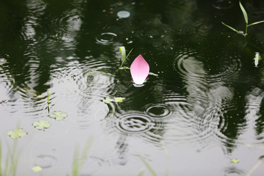 雨中荷花