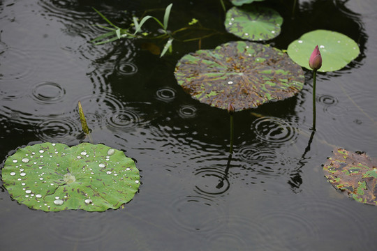 雨中荷花
