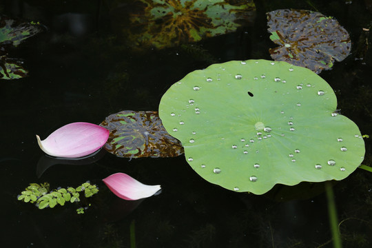 雨中荷花