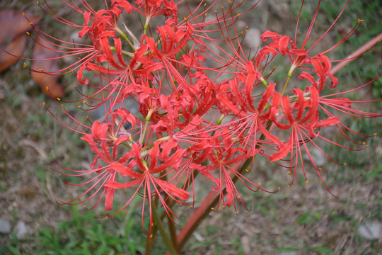 紅花石蒜
