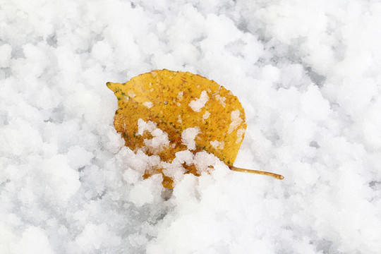 樹葉 雪花