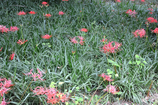紅花石蒜