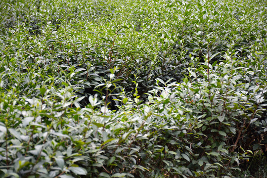 茶樹(shù)