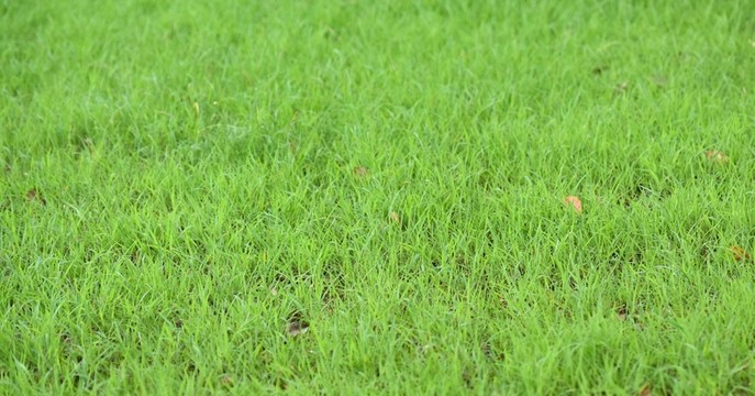 青草