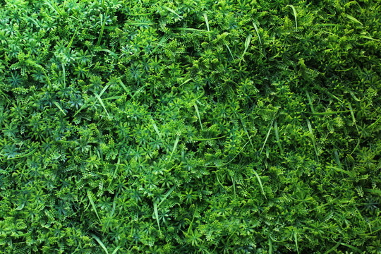 植物墻