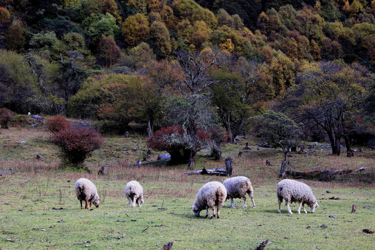 川西高原風(fēng)光