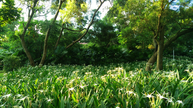 公園綠化