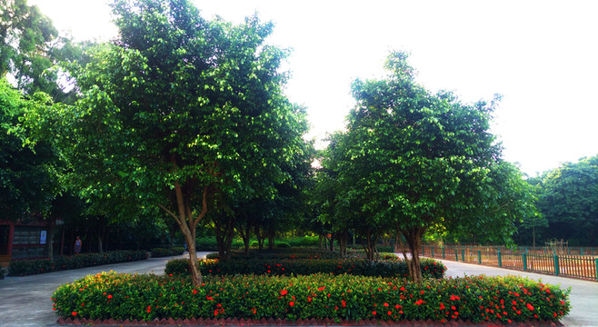 公園里的花草樹木
