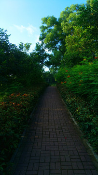 林蔭小道