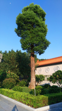 寺廟前的一棵樹
