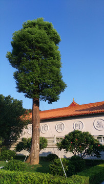 一棵樹