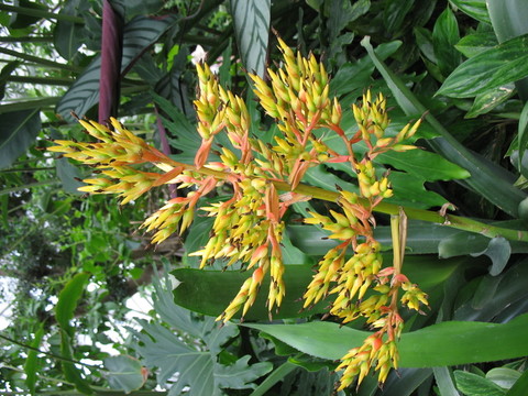 黃色花