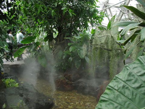熱帶植物