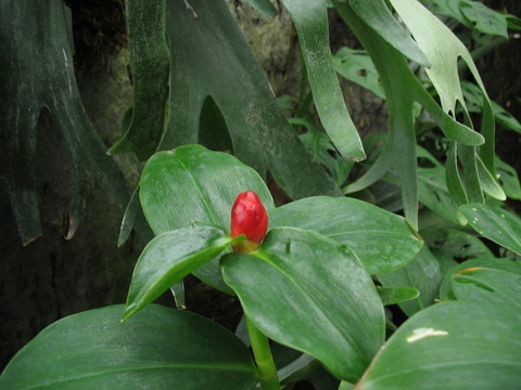 紅色花蕾