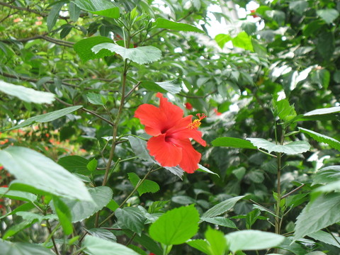 紅花