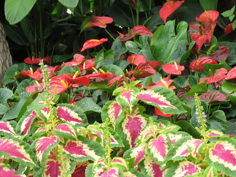 紅掌花
