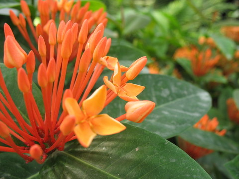 橘黃花簇