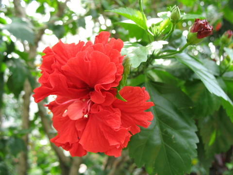 紅花爛漫