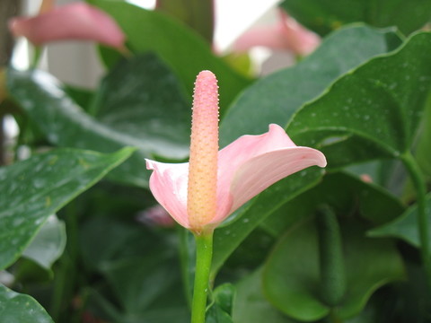 粉紅掌