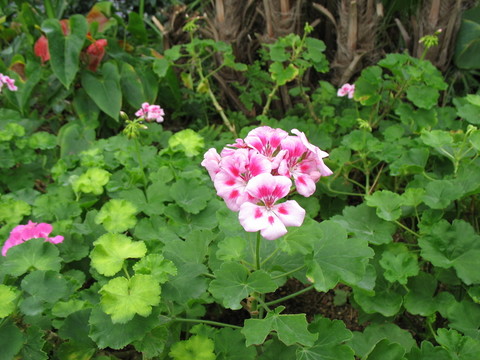 粉絲