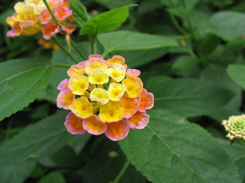 未名花