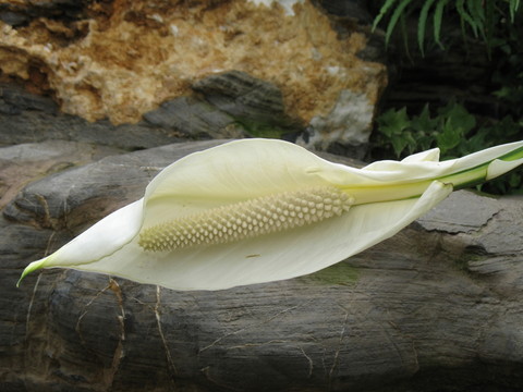 白掌花