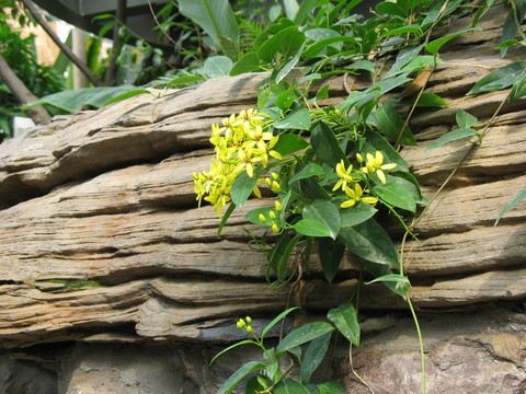 黃花與巖石