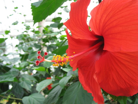 紅花特寫