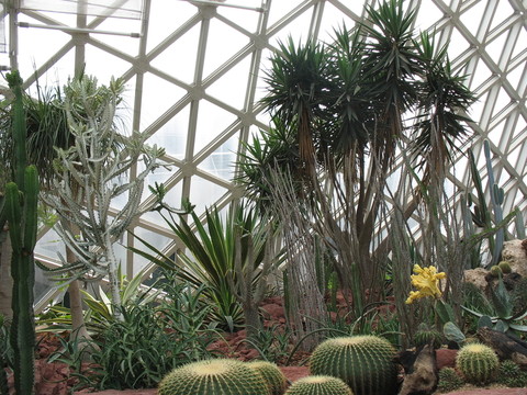 沙漠植物景觀