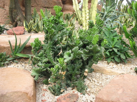 沙漠植物