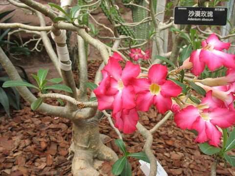 沙漠玫瑰
