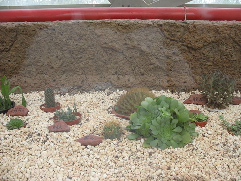 多肉植物