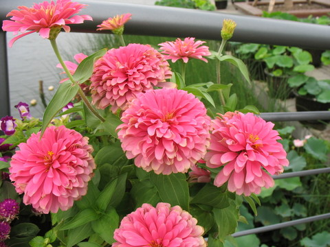 紅色波斯菊