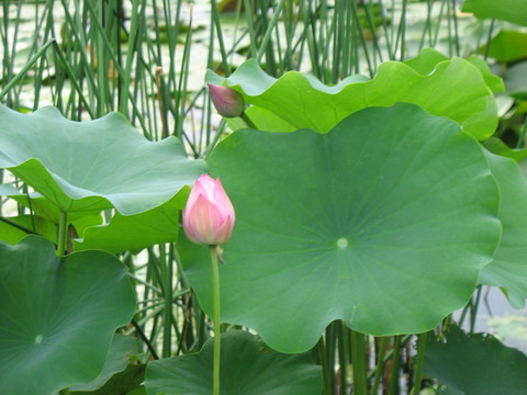 花與荷葉