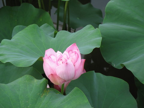 荷花