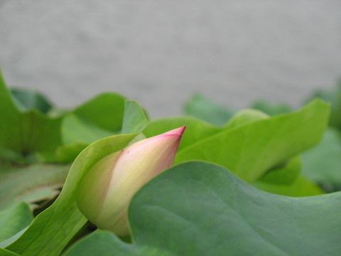 小荷才露尖尖角